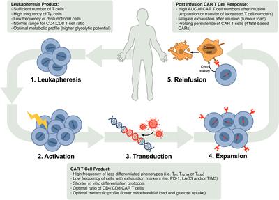 T Cell Fitness and Autologous CAR T Cell Therapy in Haematologic Malignancy